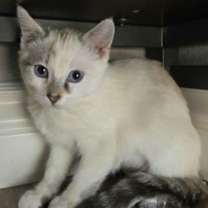 Thumbnail photo of Crystal #4