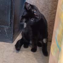 Thumbnail photo of Aura #1