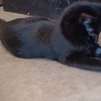 Thumbnail photo of Aura #2