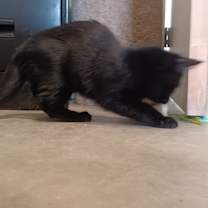 Thumbnail photo of Aura #3