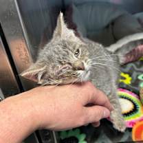 Thumbnail photo of Serendipity #2