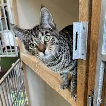 Thumbnail photo of Nona #1