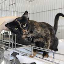 Thumbnail photo of Mama Rosie #1