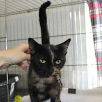 Thumbnail photo of Mama Rosie #2