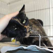 Thumbnail photo of Mama Rosie #3