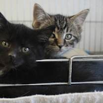 Thumbnail photo of Freya #1