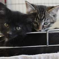 Thumbnail photo of Freya #2