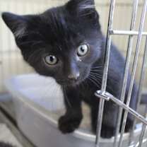 Thumbnail photo of Lucille #1