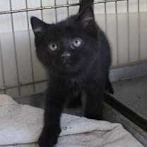 Thumbnail photo of Lucille #2