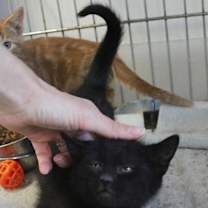 Thumbnail photo of Pogo #2