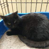 Thumbnail photo of Blackee #2