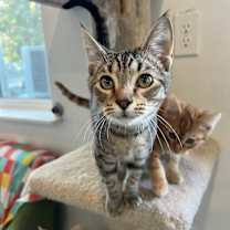 Thumbnail photo of Palamedes #1