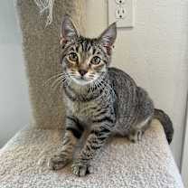 Thumbnail photo of Palamedes #2