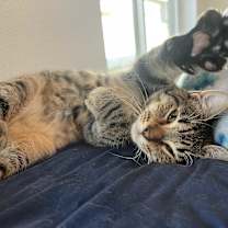 Thumbnail photo of Palamedes #3