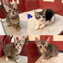 Thumbnail photo of Basil, Mozzarella, Oregano, & Tomato #1