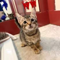 Thumbnail photo of Basil, Mozzarella, Oregano, & Tomato #4