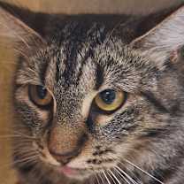 Thumbnail photo of Tomato #2