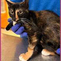 Thumbnail photo of Cat Condo #12 #1