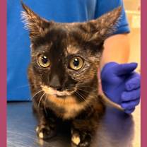 Thumbnail photo of Cat Condo #12 #1