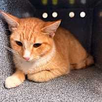 Thumbnail photo of Cat Condo #10 #3