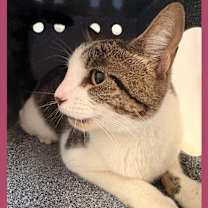 Thumbnail photo of Cat Condo #6 #1