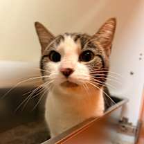 Thumbnail photo of Cat Condo #6 #2