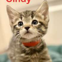 Thumbnail photo of Cindy #1