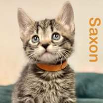 Thumbnail photo of Saxon #1