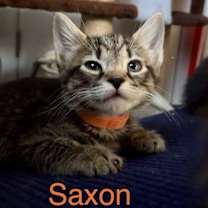 Thumbnail photo of Saxon #2