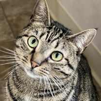 Thumbnail photo of Cork #1