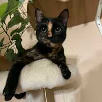 Thumbnail photo of Gemma #1