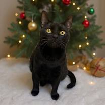 Thumbnail photo of Bam Bam #1