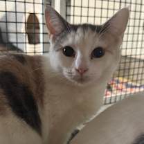 Thumbnail photo of Sugar Plum  #1