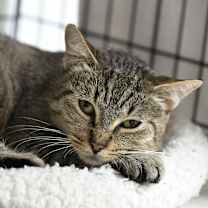 Thumbnail photo of Jaguar #1