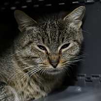 Thumbnail photo of Jaguar #3