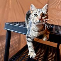 Thumbnail photo of Banana #4