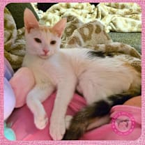 Thumbnail photo of Ginger #4