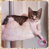 Thumbnail photo of Ivy #2