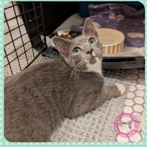 Thumbnail photo of Jade #3