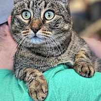 Thumbnail photo of Gojo #1