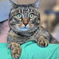 Thumbnail photo of Gojo #2