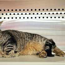 Thumbnail photo of Gojo #3