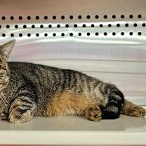 Thumbnail photo of Gojo #4