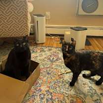 Thumbnail photo of Georgie #4