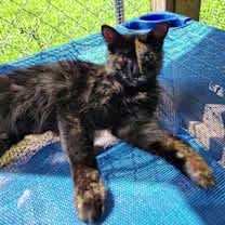 Thumbnail photo of Antoinette #2