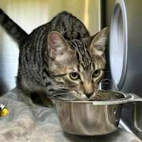 Thumbnail photo of Meow Year #2