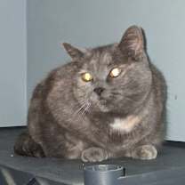 Thumbnail photo of Gracie #1