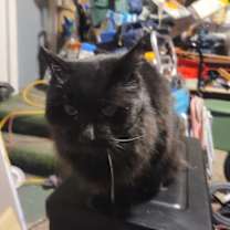 Thumbnail photo of Onyx #2