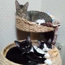 Thumbnail photo of Anise #2