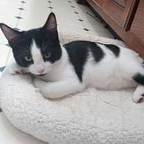 Thumbnail photo of Chicory #1